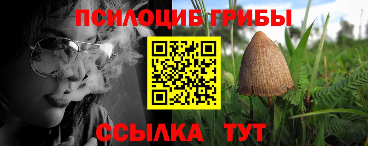 Галлюциногенные грибы Psilocybe Усть-Джегута